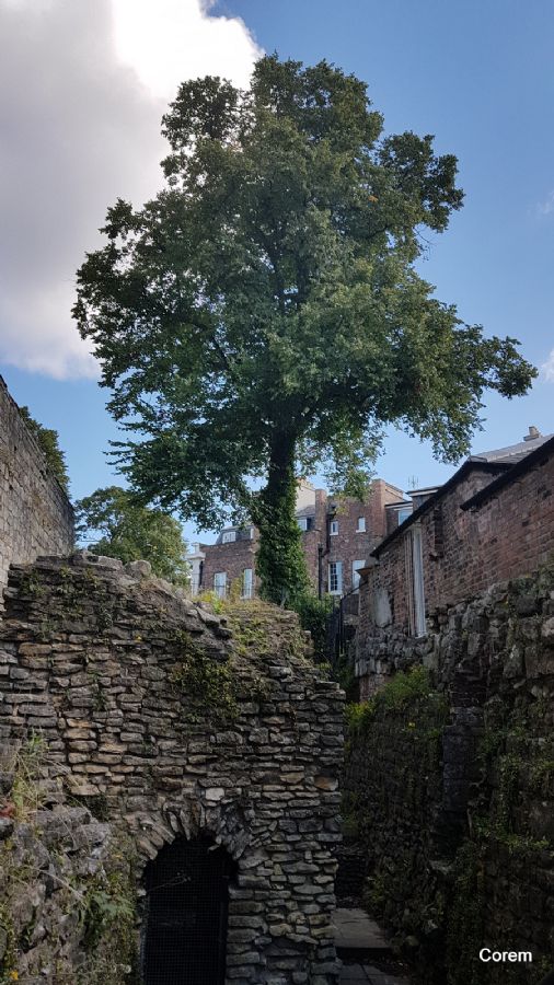 חורבות העיר העתיקה ביורק